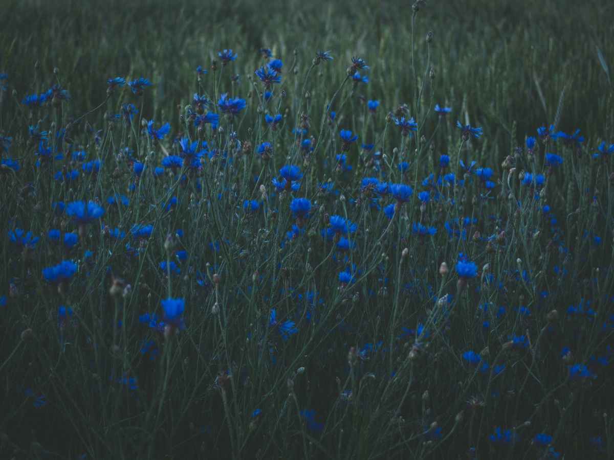 Golden Tree is Burning, My Jealousy Speaks – Naptsorn&nbsp;Treesap