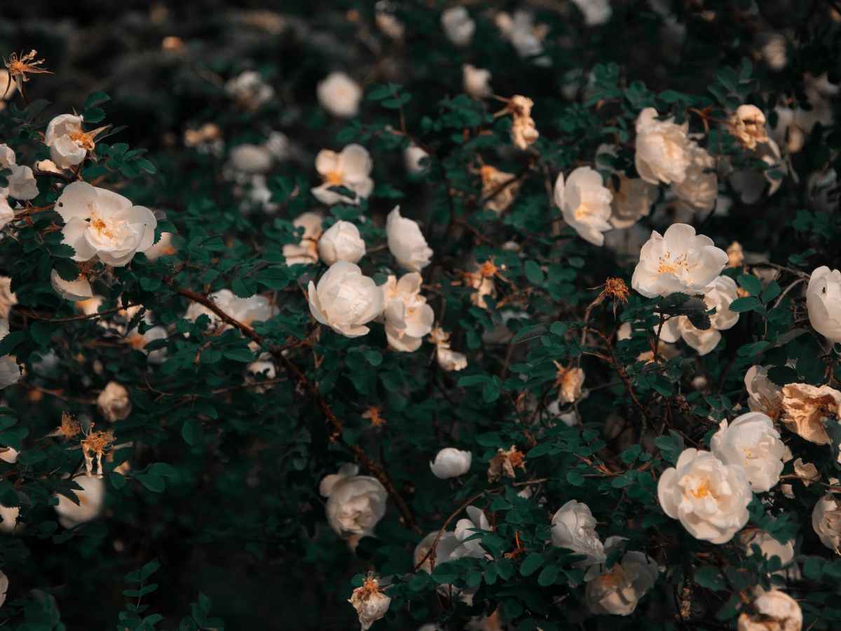 I’ll love you like I love Sabrina Carpenters’s rhyme – Napatsorn&nbsp;Treesap