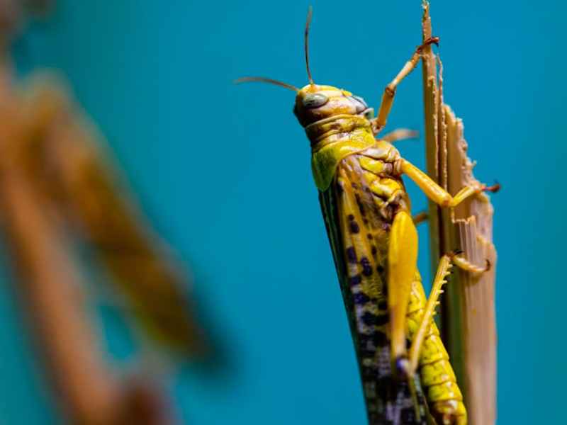 Grasshopper Coral Blue – Napatsorn&nbsp;Treesap