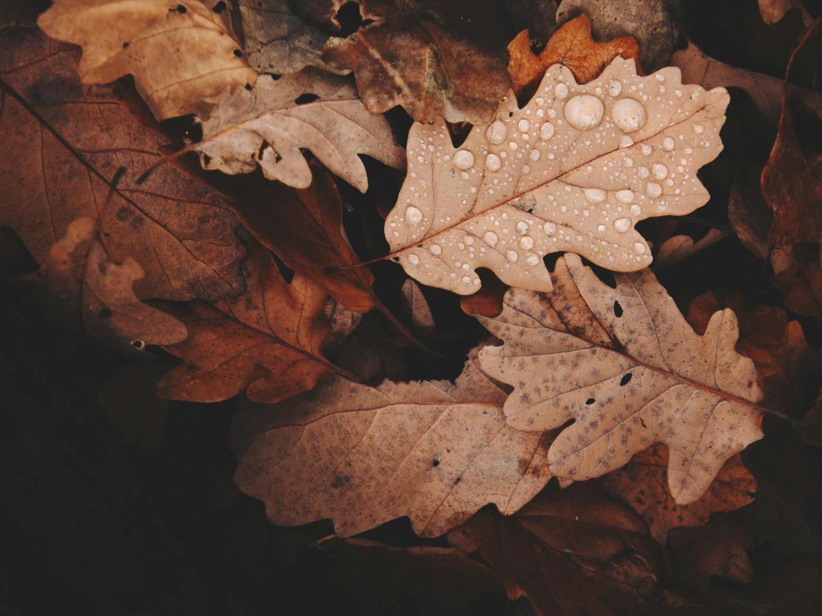 Toxic Taker, a Repeated Self Crime – Napatsorn&nbsp;Treesap