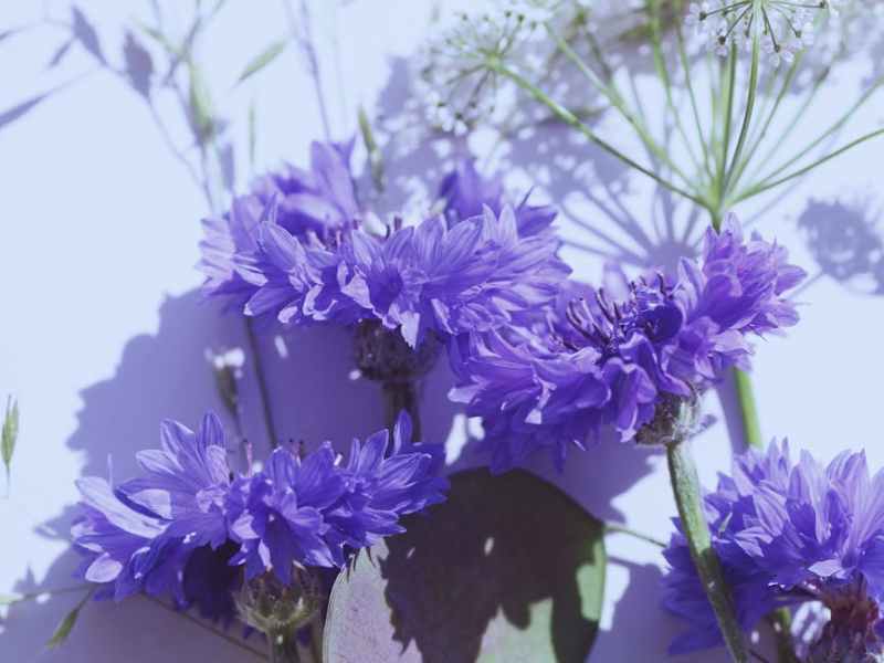 Alessandro – Napatsorn&nbsp;Treesap